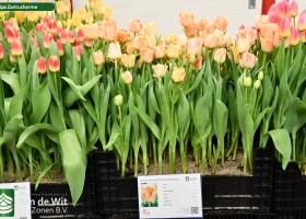 Tulipa Zantucharme (1)